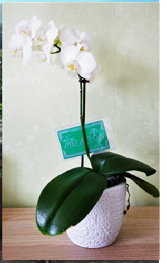 Plantes avec carte METATRON