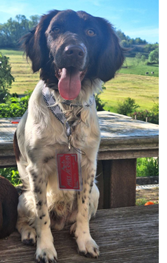 Chat avec carte METATRON